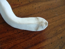 hognose(not finished)