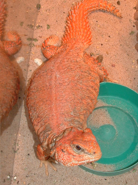 my Phoenix girl!