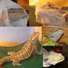 Multiple pics of frank
