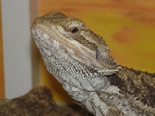 Better  Pic of my frank