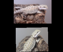 My beardie Frank (think its a girl though)