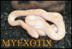 Whitesided Black Ratsnake