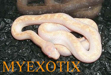 Whitesided Black Ratsnake