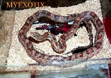 Male Brindle 66% het Whiteside