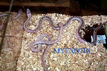 Reduced Pattern Whitesided Black Ratsnake