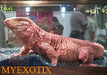 Our big red tegu male