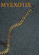 Checkerboard Black and Yellow Speckled King