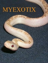 Whitesided Brindle Black Ratsnake