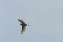 Cattle egret