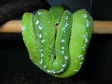aru female