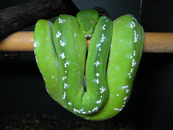 aru female