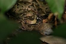 Bothrops asper