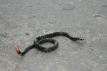 atractus sp.
