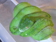 female aru
