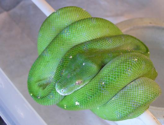 female aru
