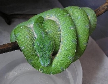 aru male