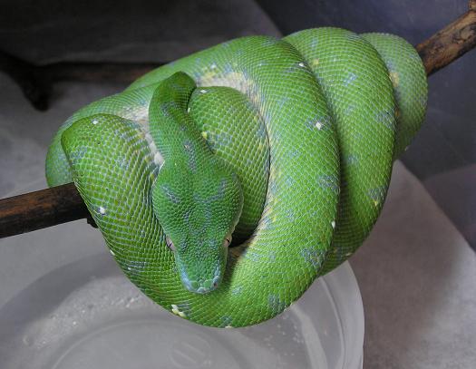 aru male