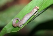 bolitoglossa ecuatoriana