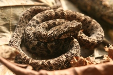 bothrops atrox juvenile