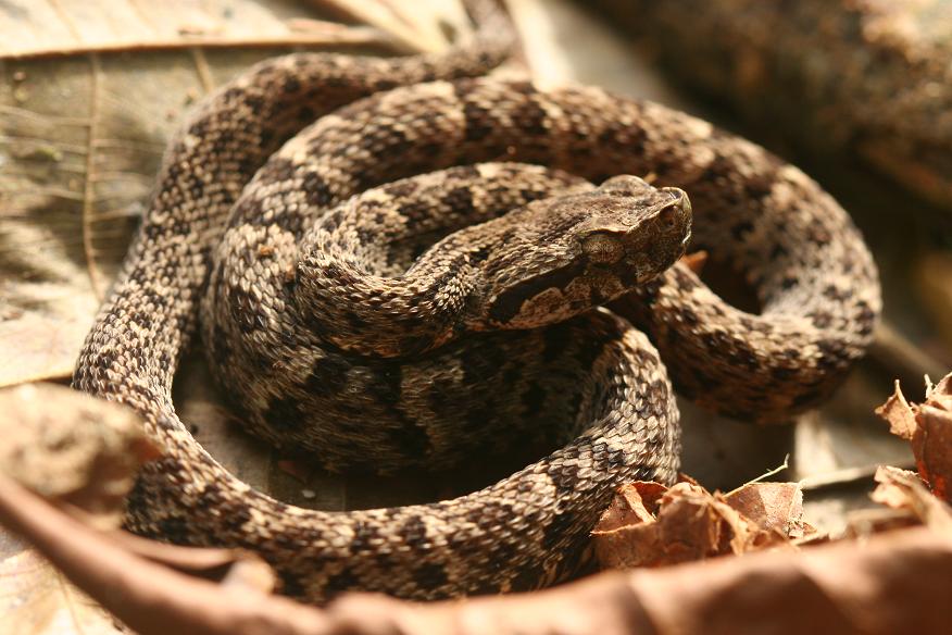 bothrops atrox juvenile