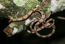 Imantodes