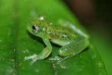 cochranella ritae