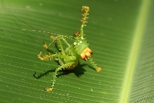 conocephalinae