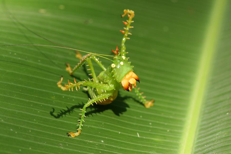 conocephalinae