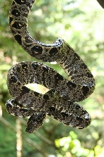 corallus hortulanus