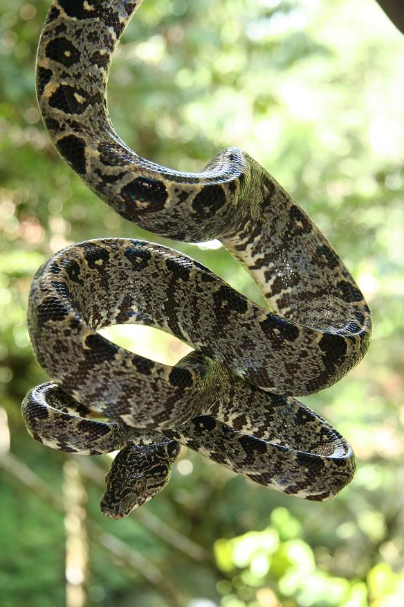 corallus hortulanus