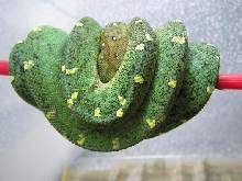 flecks/grasshopper