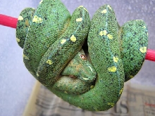 flecks/grasshopper