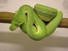 green tree python