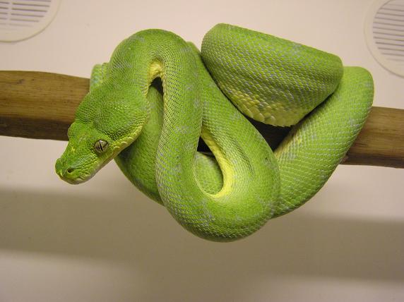 green tree python