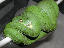 chondro