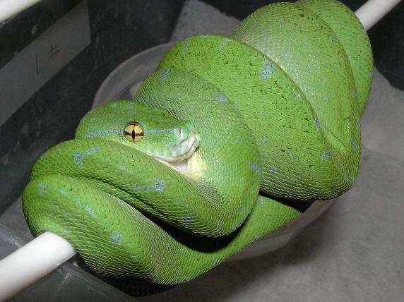 chondro