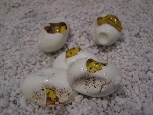 aru hatchlings