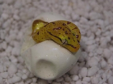 aru hatch