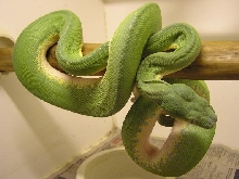 male gtp