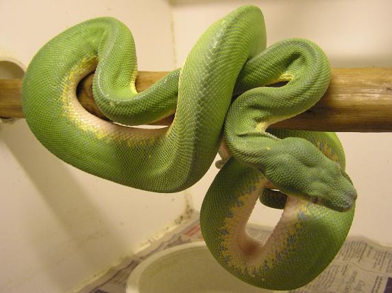 male gtp
