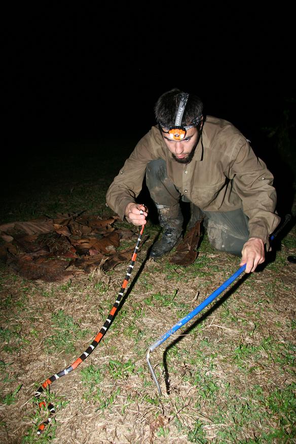 micrurus lemniscatus @ me