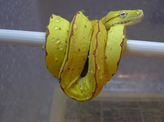 Mustard baby