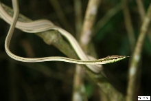 oxybelis argenteus