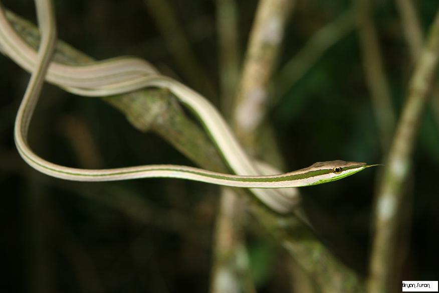 oxybelis argenteus