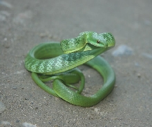 philodryas viridissmus