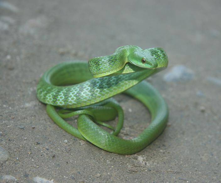 philodryas viridissmus