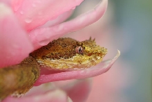 bothreichis schlegelii