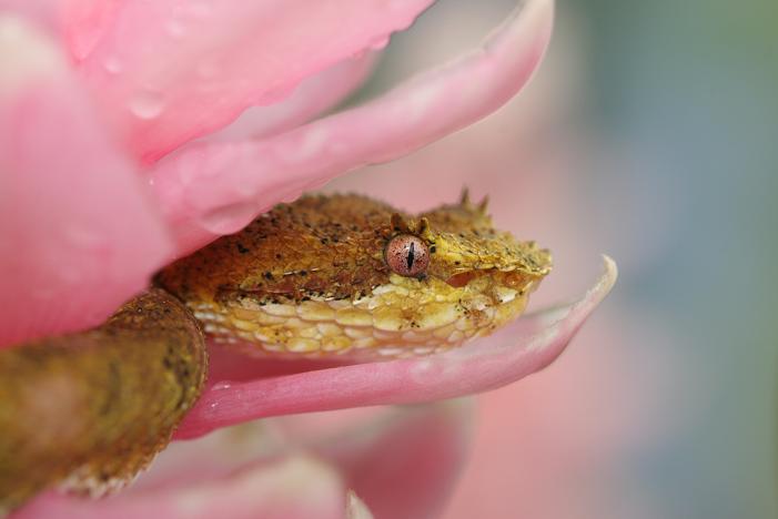 bothreichis schlegelii