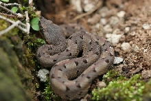 Porthidium nasutum