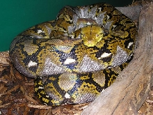 reticulated python